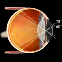 VOLK Super Macula ( VSMACVIT )